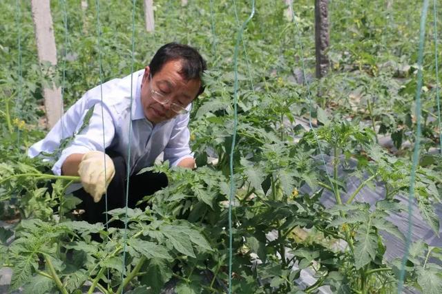 西红柿种植技术与管理(家庭盆栽西红柿种植技术与管理)